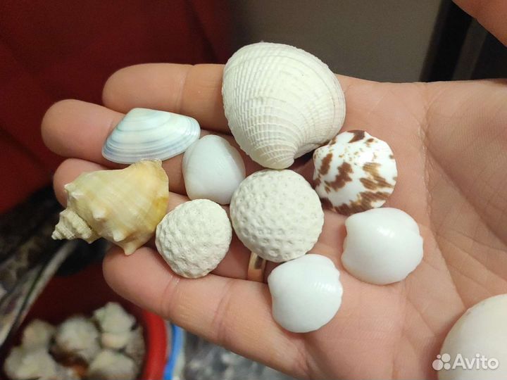 Морские ракушки ведро