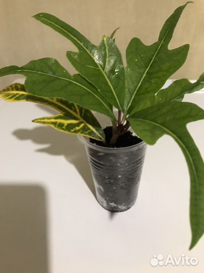 Кротоны (комнатные растения)