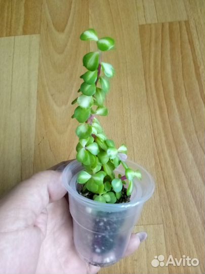 Портулакария Афра медиопикта