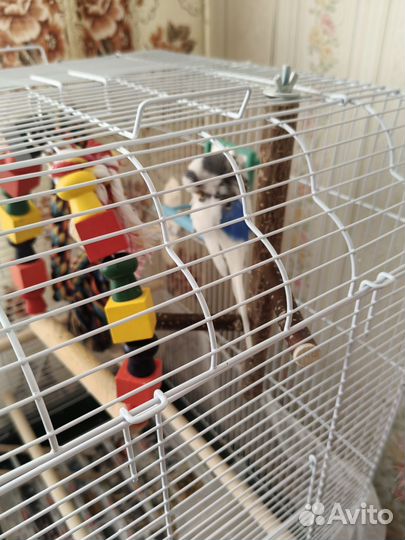 Попугай с клеткой