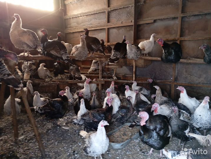 Продам Индюков живьём и мясом