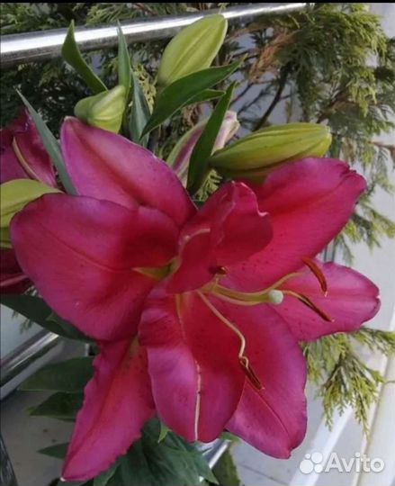 Луковицы лилии