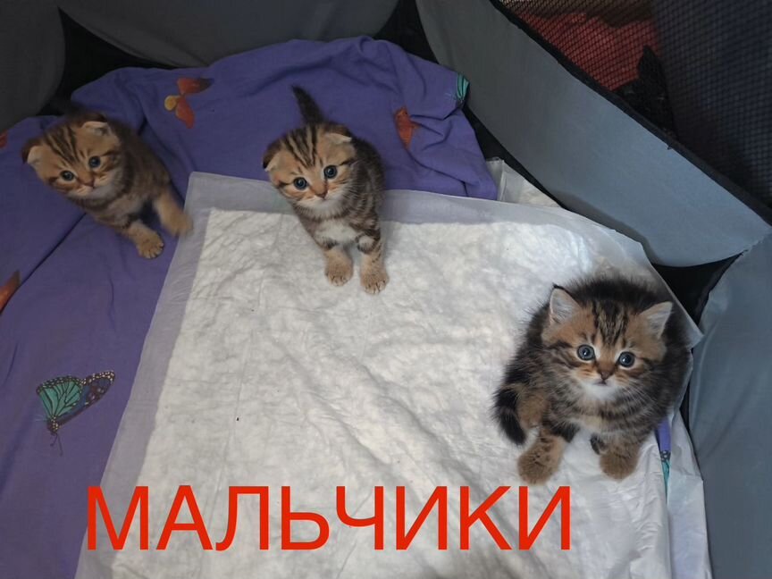 Шотландские котята