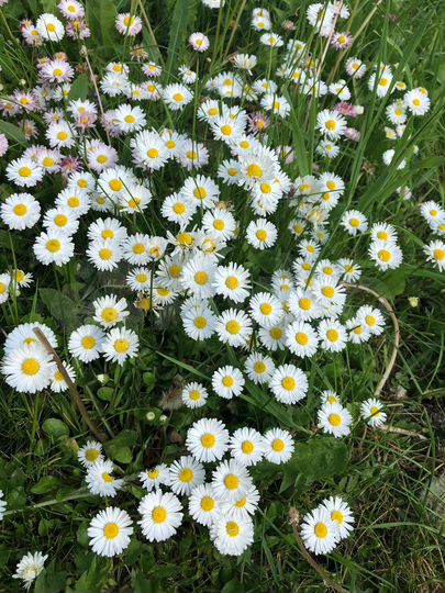 Участок 11 сот. (ИЖС)