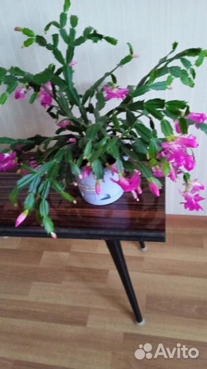 Декабрист шлюмбергера