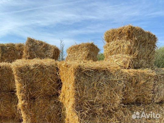 Солома в тюках Сено от производителя 2022