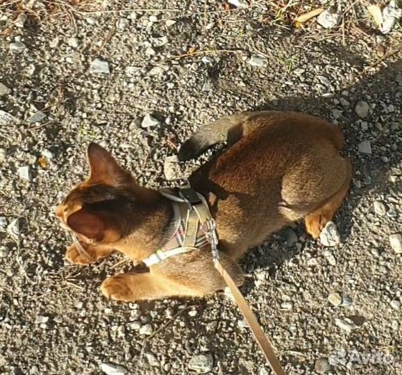 Шлейка для котика или собачки