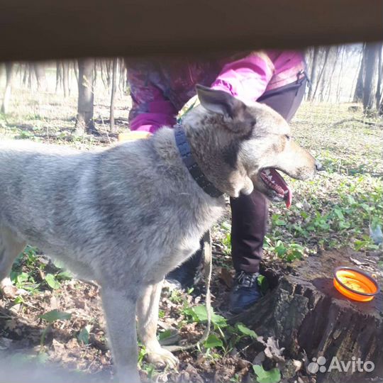 Годовалый Джек-Пот