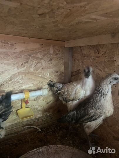 Молодые петухи