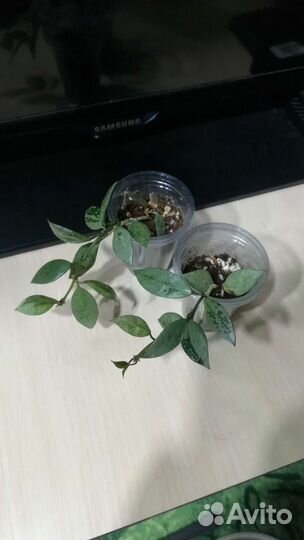 Хойя, Церопегия, Замиокулькас, Адениум