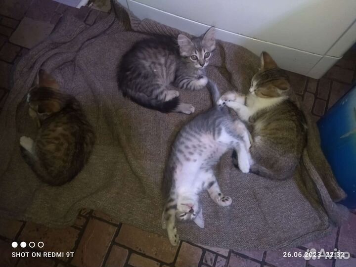 Кошки в дар