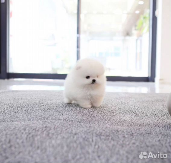 Мишка микро как игрушка померанский шпиц