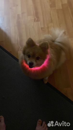 Светящийся ошейник для собак