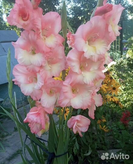 Луковицы гладиолусов