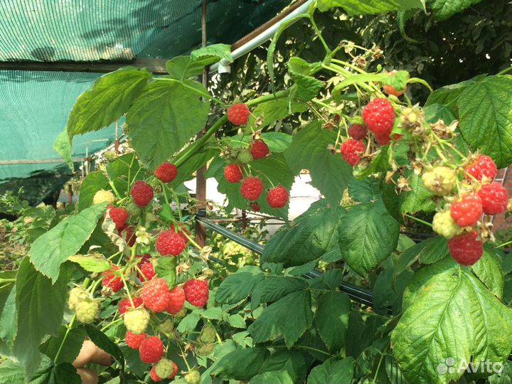 Саженцы ежевики, малины