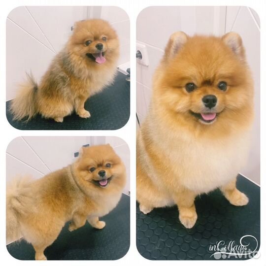 Грумер, стрижка собак