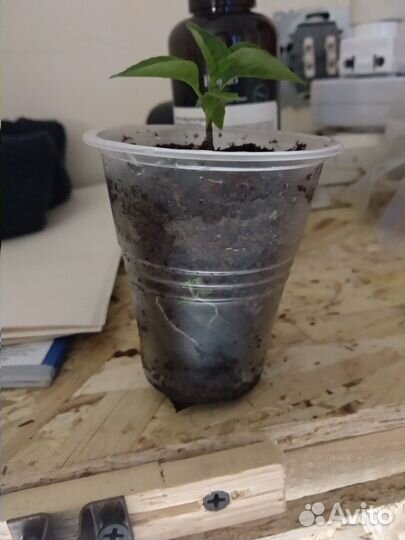 Самый острый перец в мире