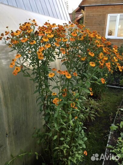 Бадан, Примула, Посконник, Хелоне,Георгины