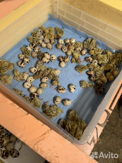 Перепелята фениксы