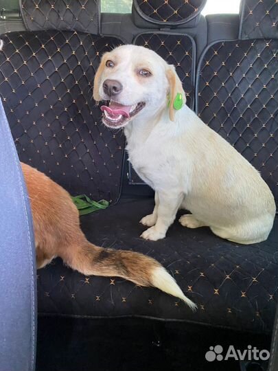 Собаки бесплатно в добрые руки