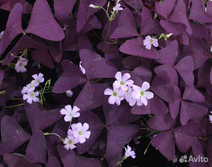 Кислица или мадам Баттерфляй