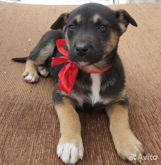 Щенок в добрые руки