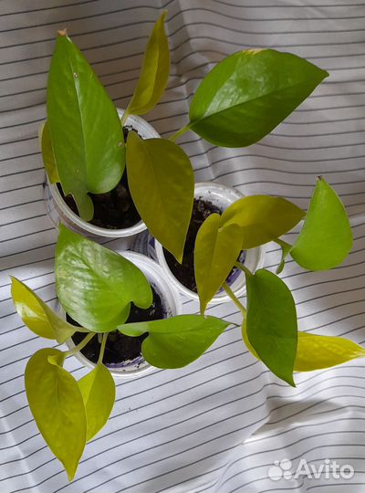 Сциндапсус неон