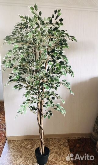 Искуственное растение фикус Бенджамина