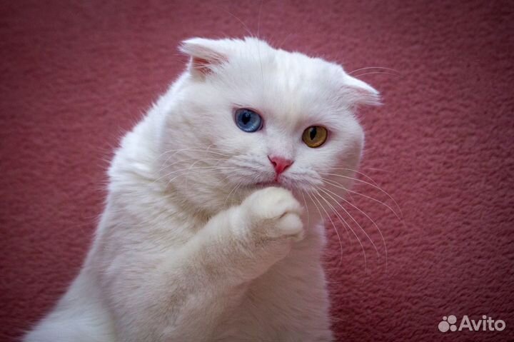 Снежинка - особенная кошка, разноглазая красавица