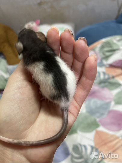 Крыса дамбо