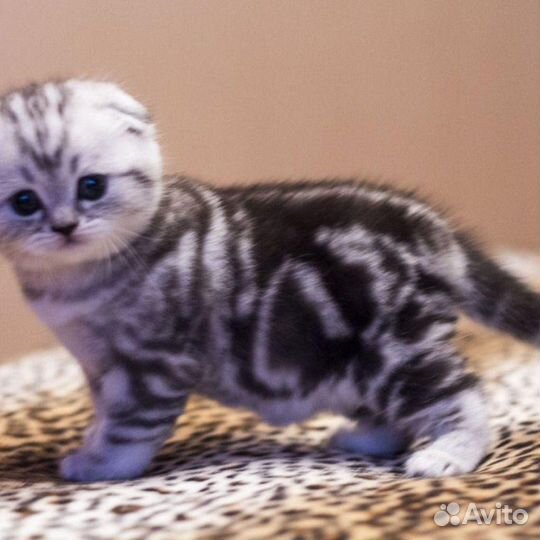 Где моя мама