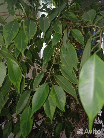 Фикус Моник