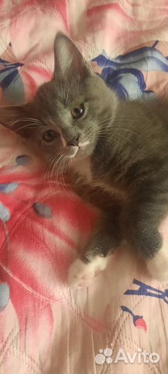 Котенок 2 месяца мальчик