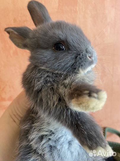 Крольчата карликовые вислоухие