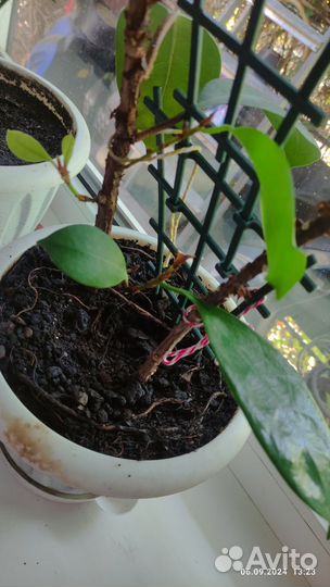 Фикус каучуконосный