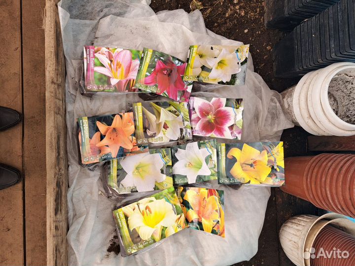 Цветы лилии луковицы