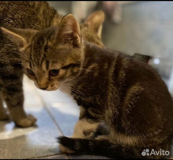 Котята в дар