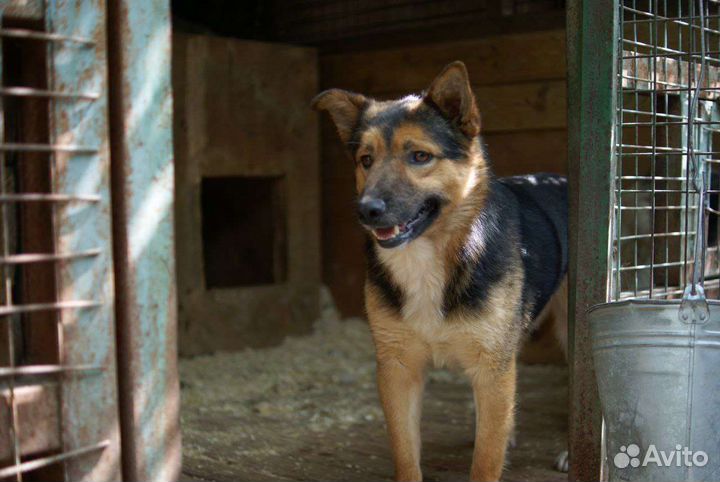 Собака из приюта ищет дом