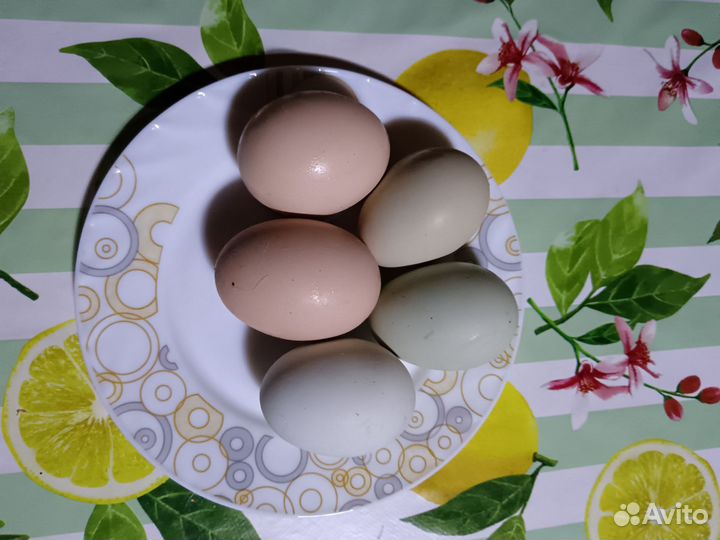 Инкубационное яйцо кур