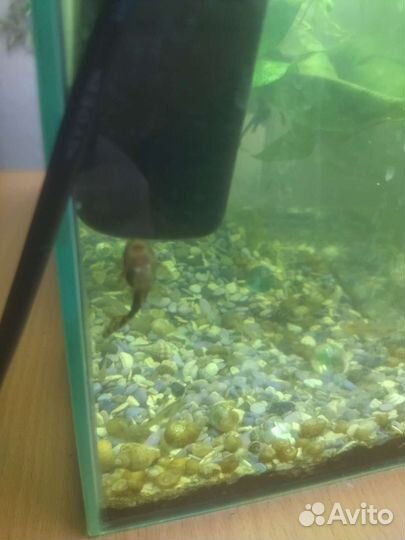 Сомики анциструсы