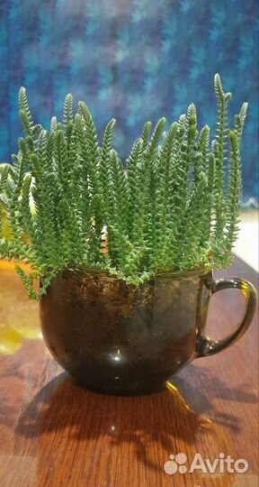 Комнатные цветы суккуленты