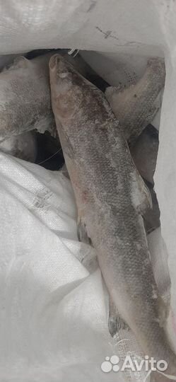 Рыба Муксун с/м. Якутия