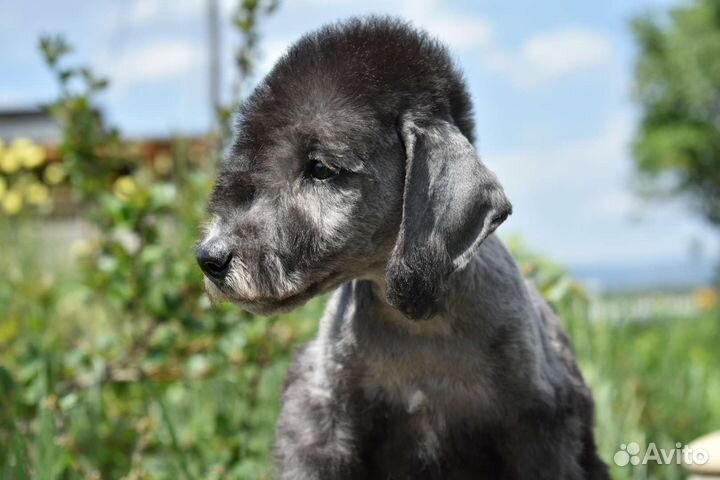 Щенки бедлингтон-терьера