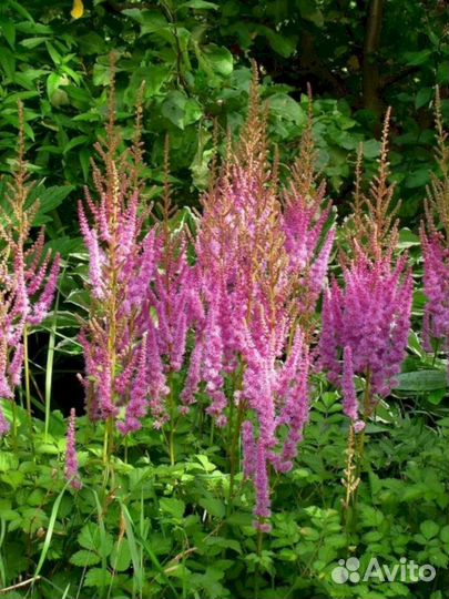 Астильба Суперба