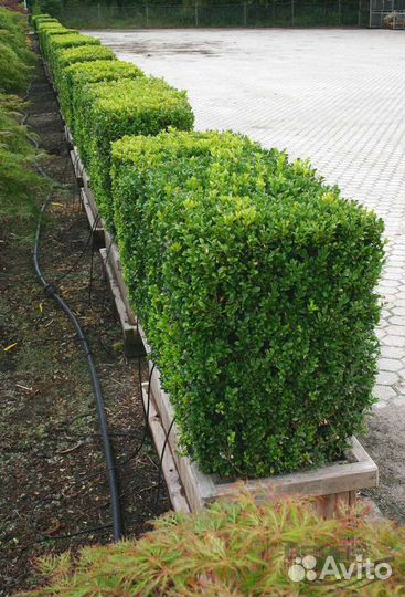 Саженцы самшита