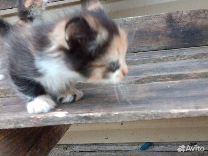 Котята в добрые руки бесплатно