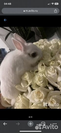 Декоративный кролик с клеткой, сеном и кормом