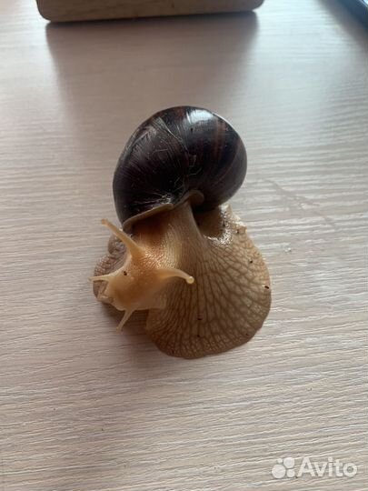 Улитки ахатины