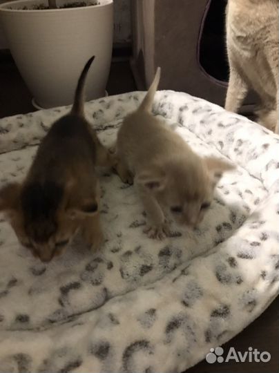 Абиссинские котята