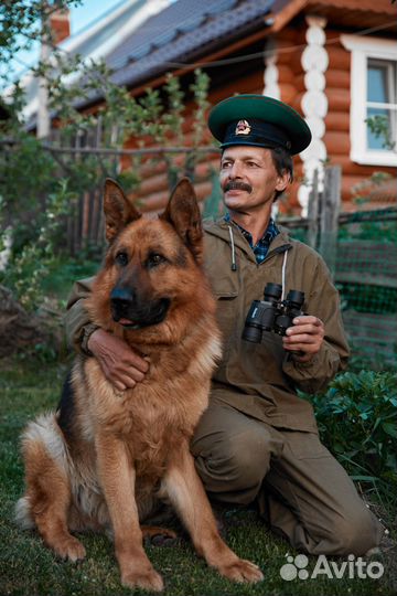 Немецкая овчарка вязка кобель